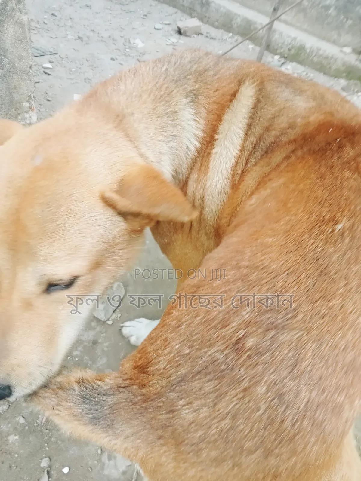 1+ Year Male Purebred Dog
