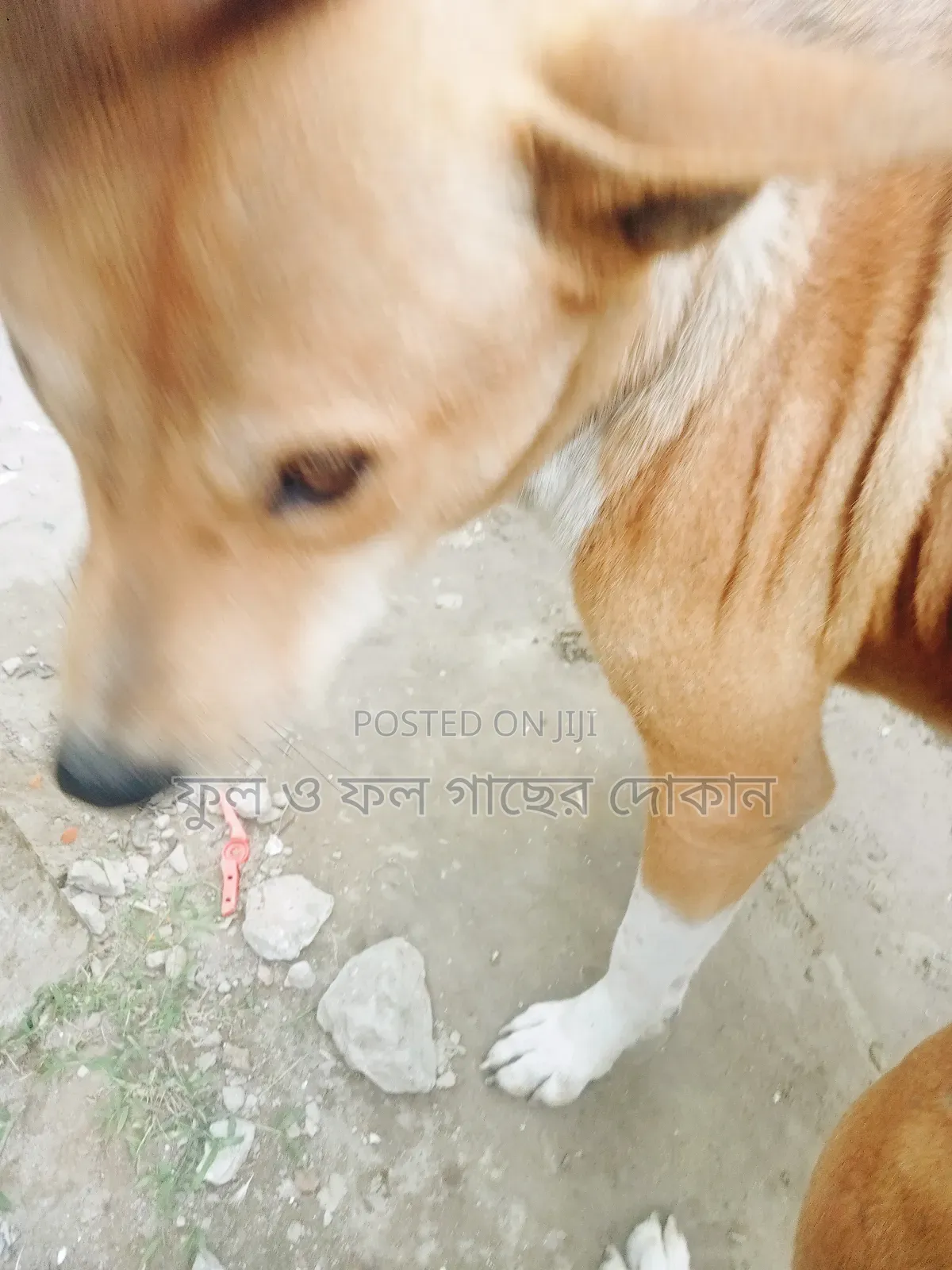 1+ Year Male Purebred Dog