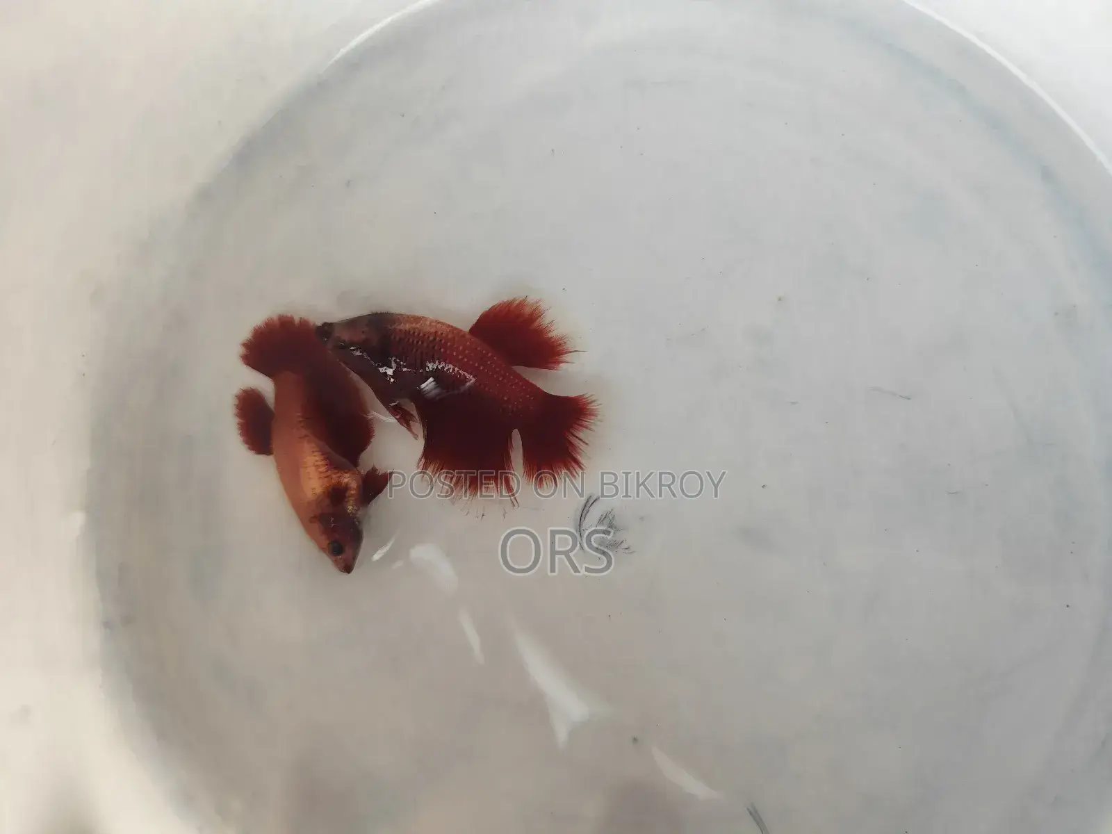 Fighter Fish