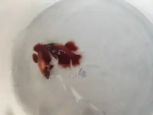 Fighter Fish