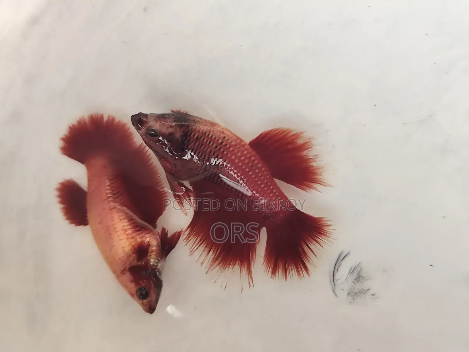 Fighter Fish