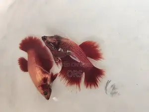 Fighter Fish