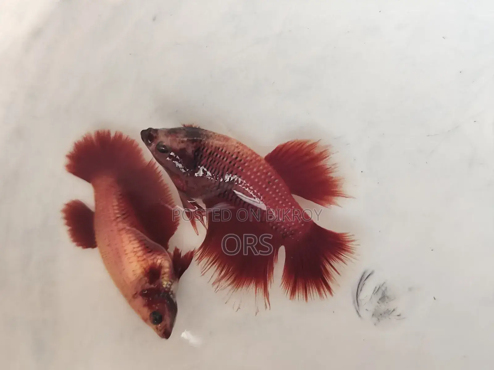 Fighter Fish