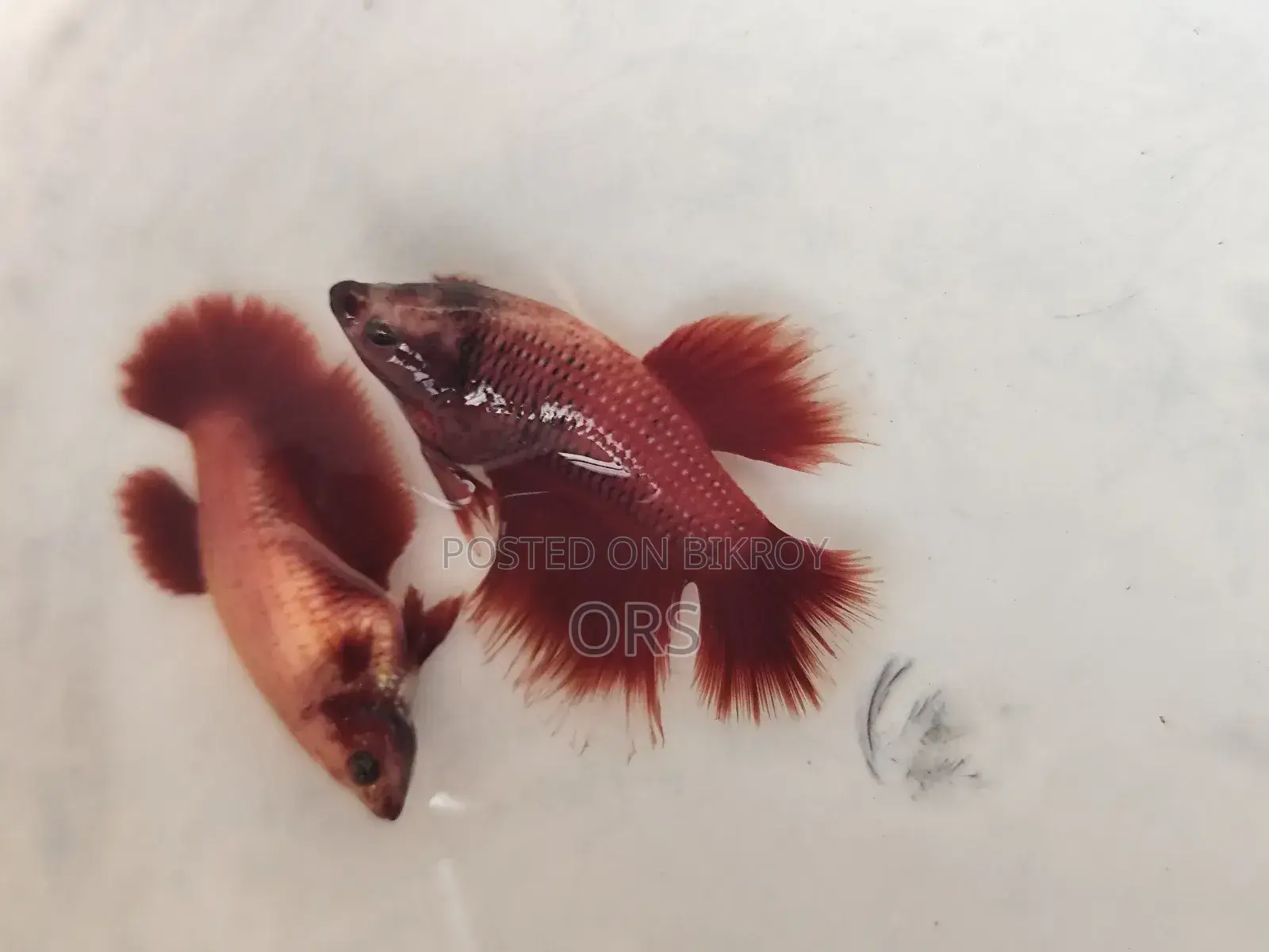 Fighter Fish