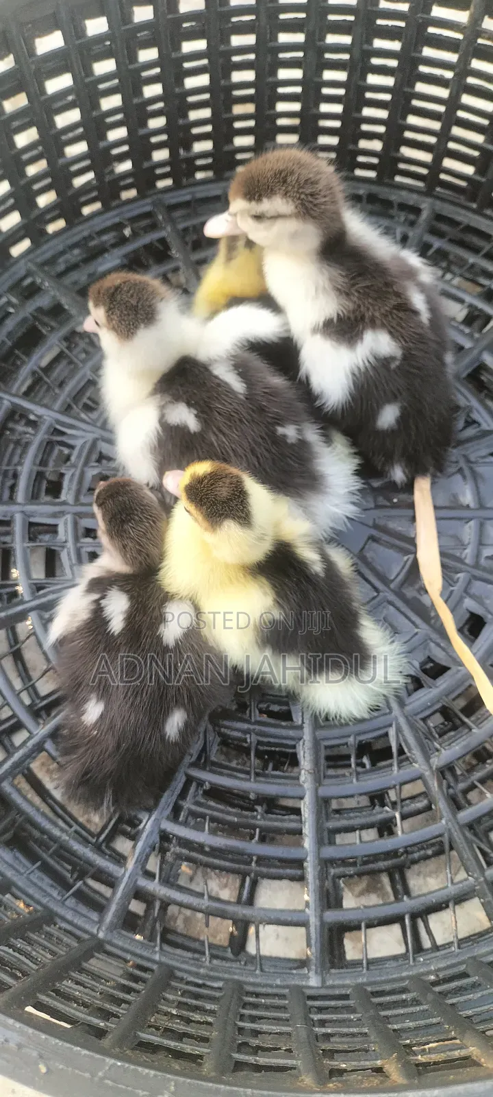 চিনা হাঁস বাচ্চা /Muscovy Duck