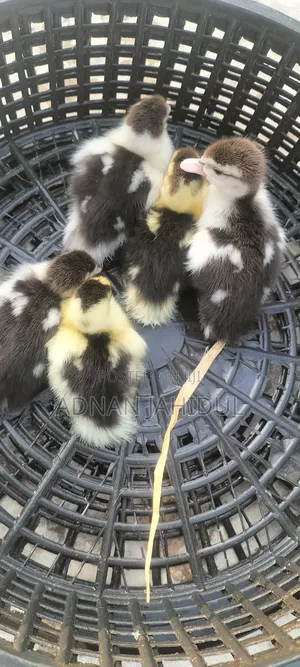 চিনা হাঁস বাচ্চা /Muscovy Duck