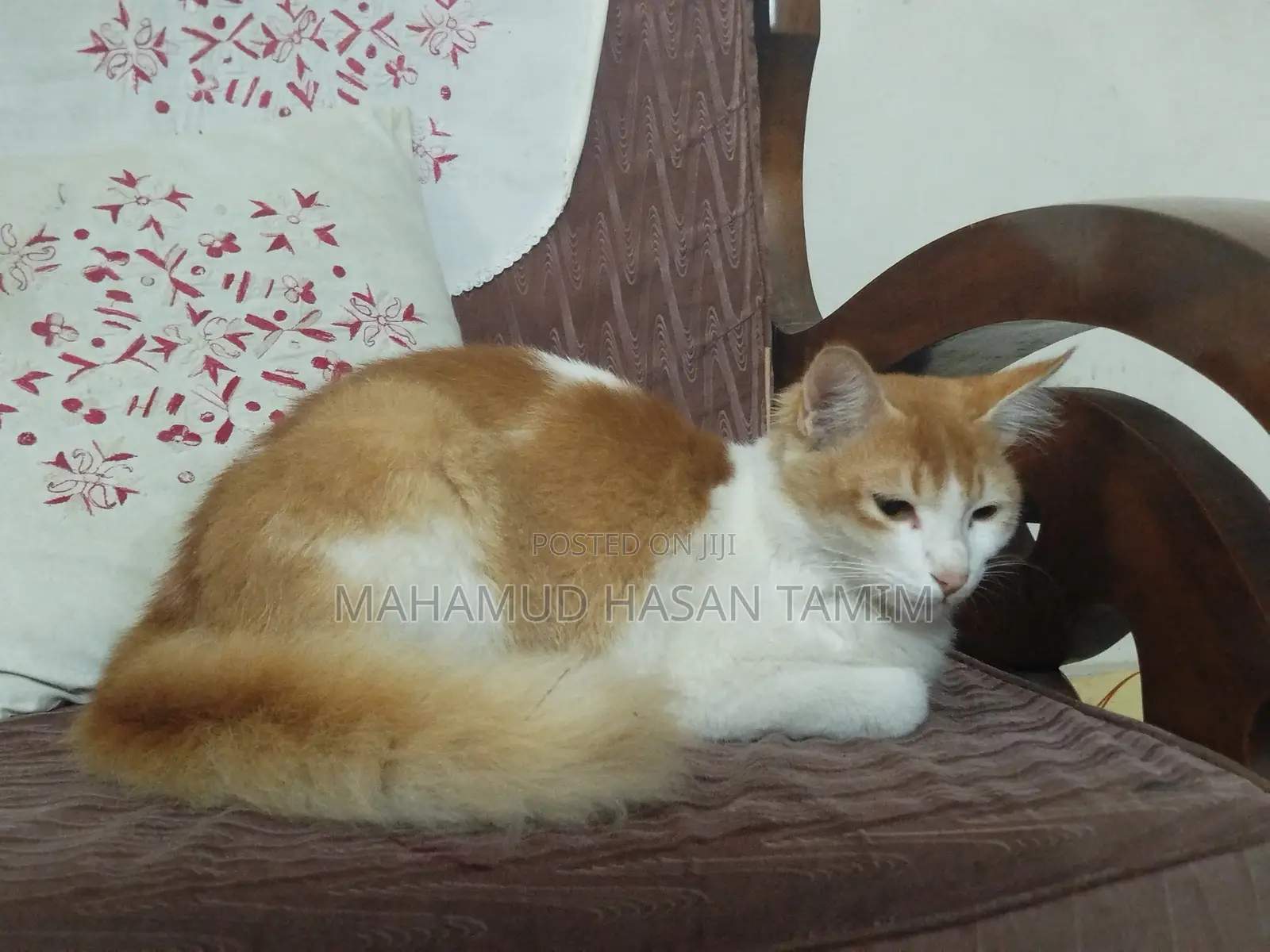 1+ Year Male Mixed Breed Turkish Van