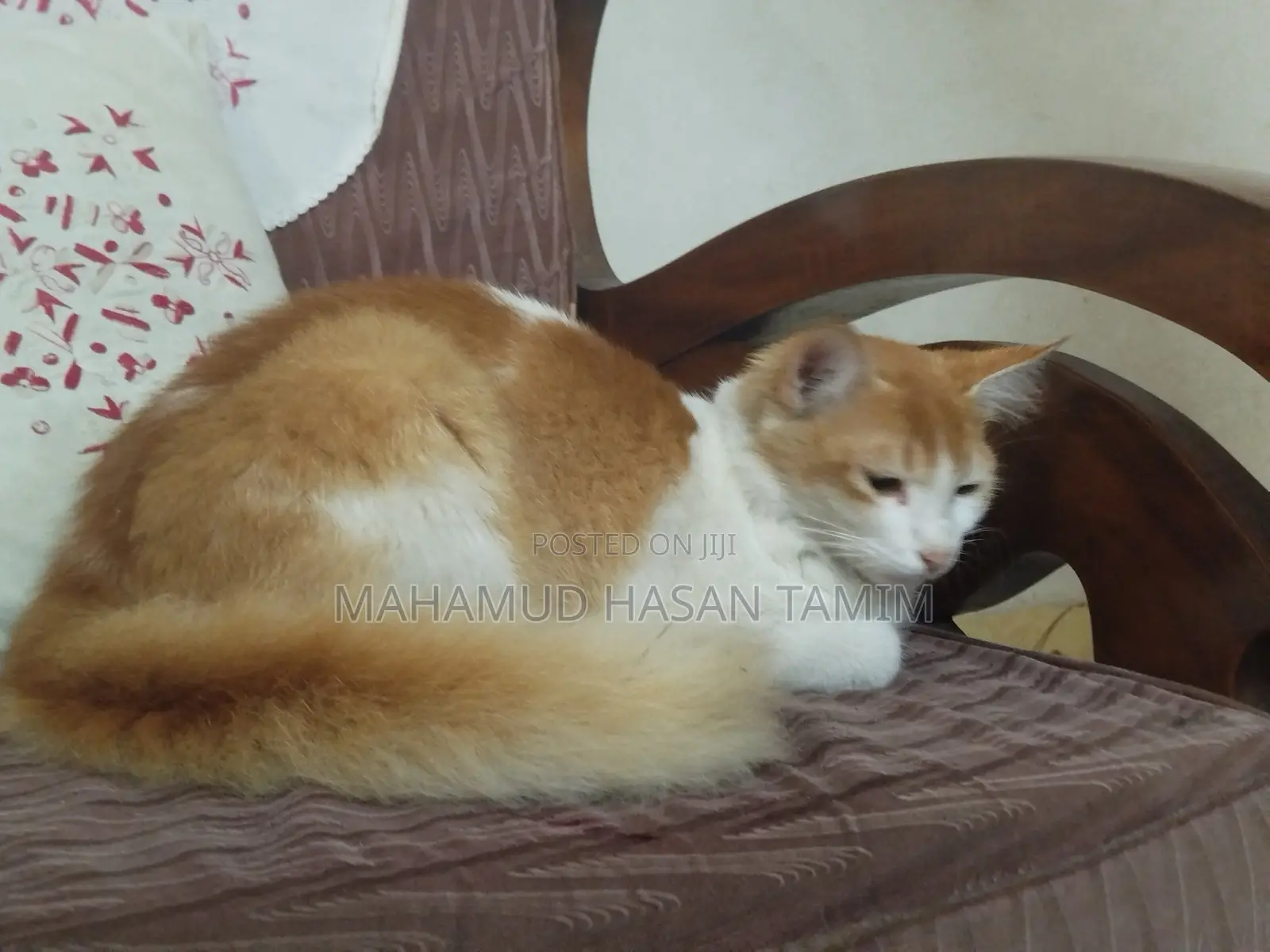 1+ Year Male Mixed Breed Turkish Van