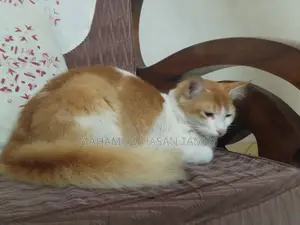 1+ Year Male Mixed Breed Turkish Van