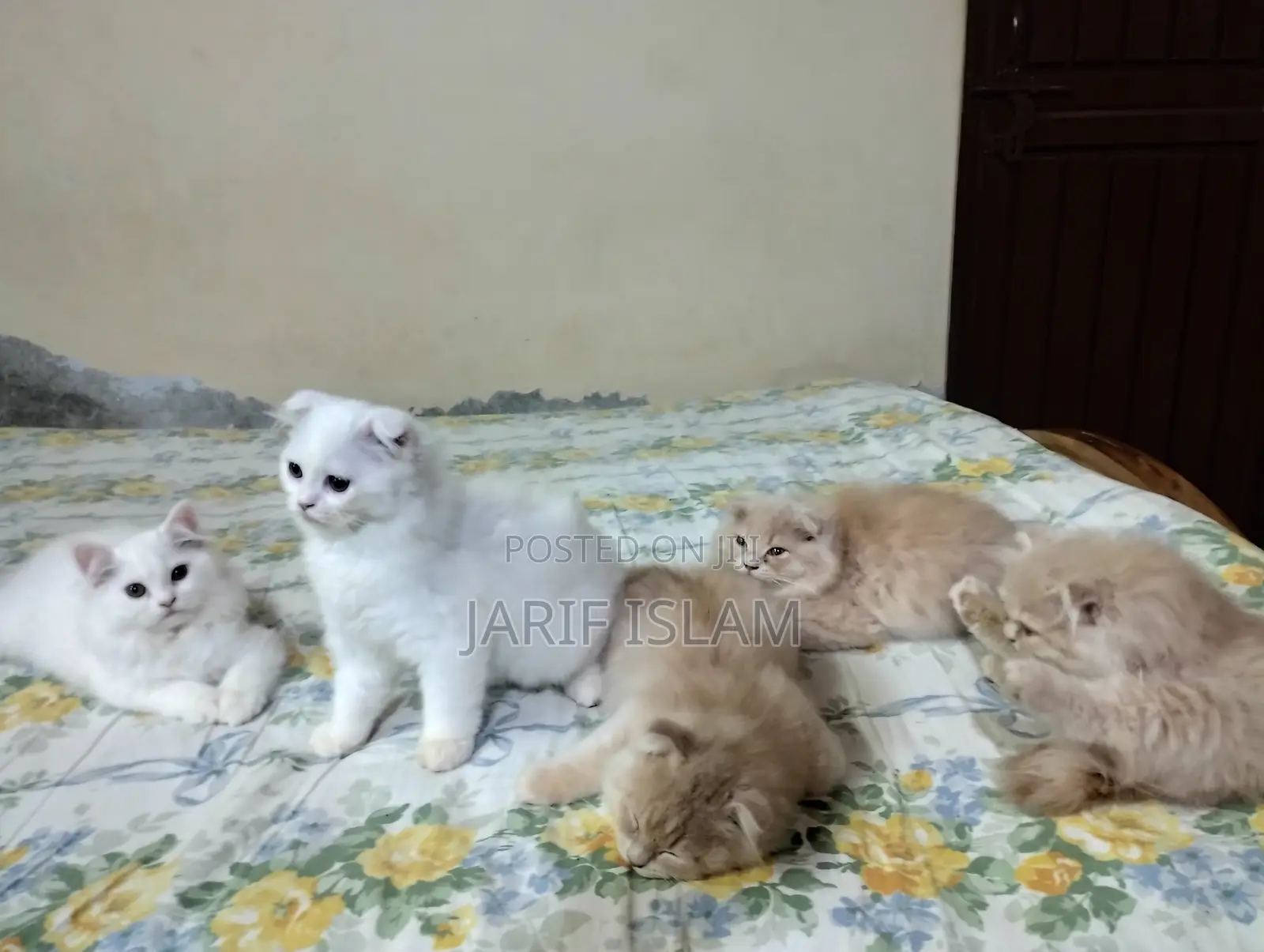 1-3 Months Male Purebred Persian