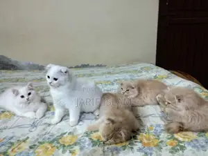 1-3 Months Male Purebred Persian