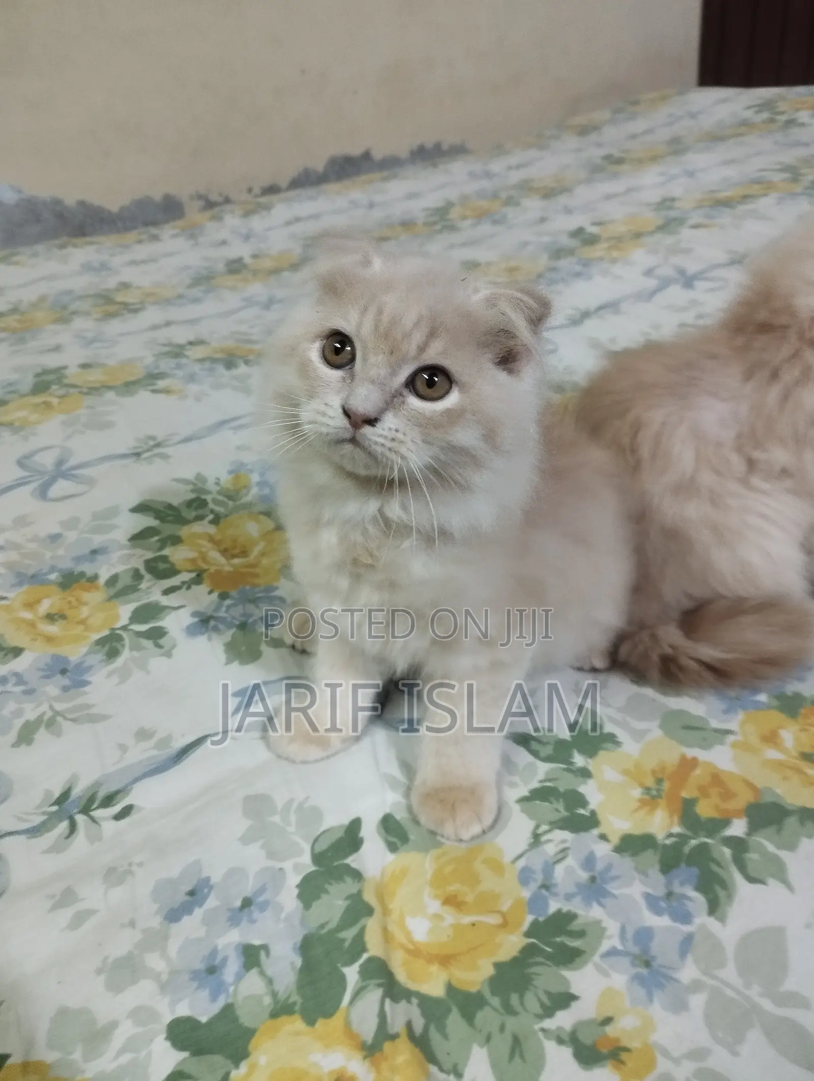 1-3 Months Male Purebred Persian