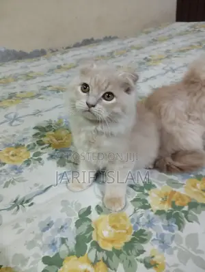 1-3 Months Male Purebred Persian