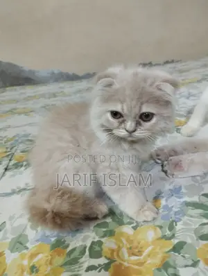 1-3 Months Male Purebred Persian