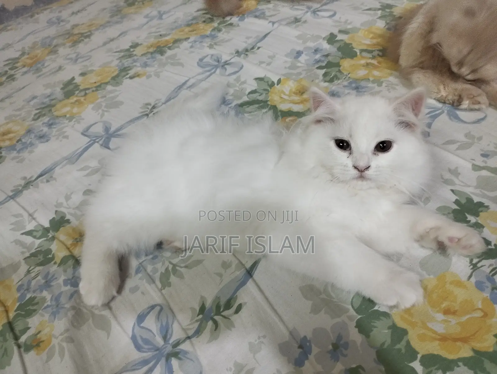 1-3 Months Male Purebred Persian