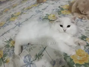 1-3 Months Male Purebred Persian