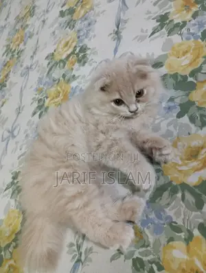 1-3 Months Male Purebred Persian