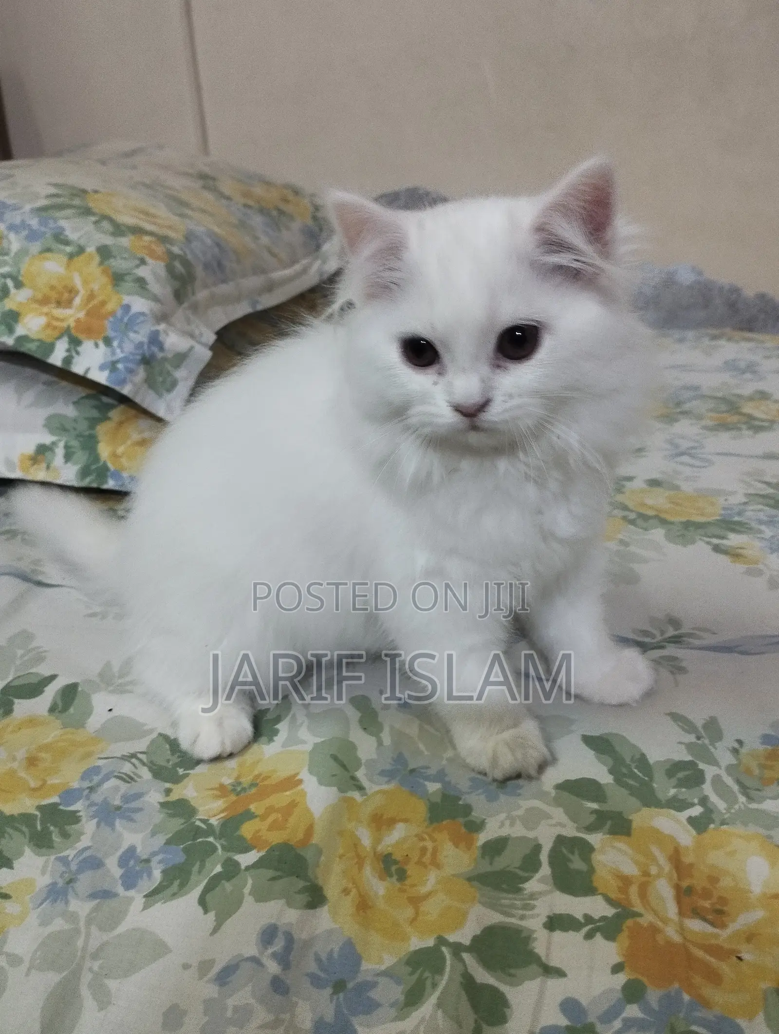 1-3 Months Male Purebred Persian