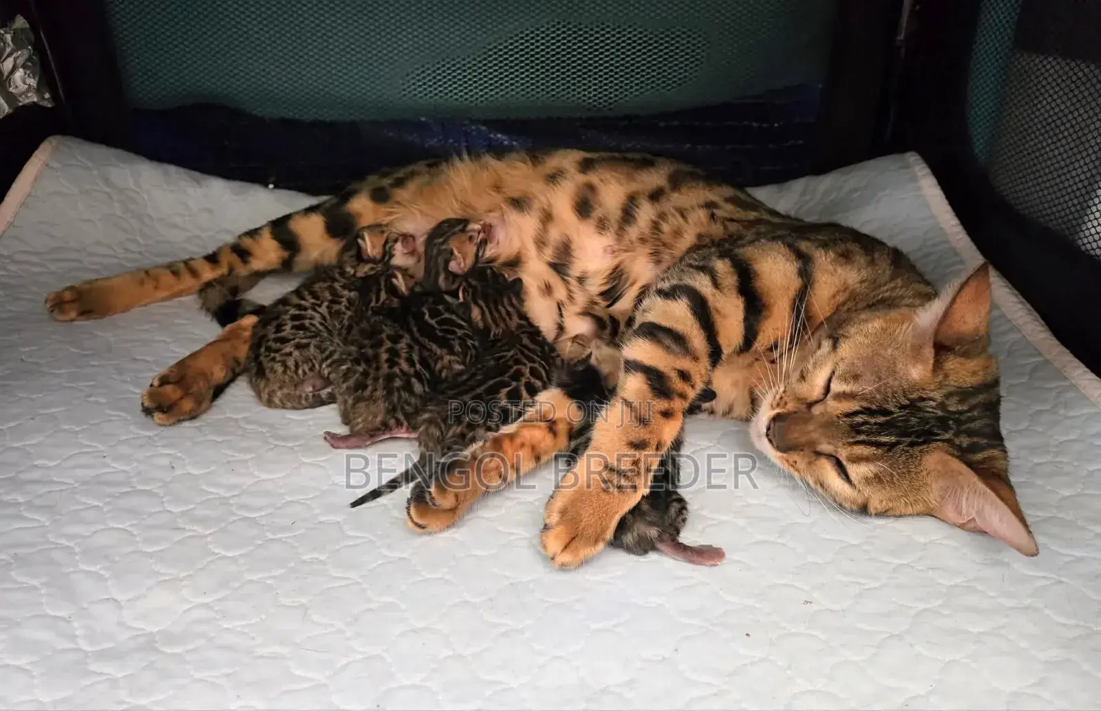1-3 Months Old Female Purebred Bengal Cat