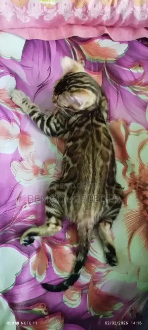 1-3 Months Old Female Purebred Bengal Cat