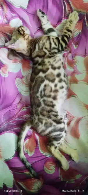 1-3 Months Old Female Purebred Bengal Cat