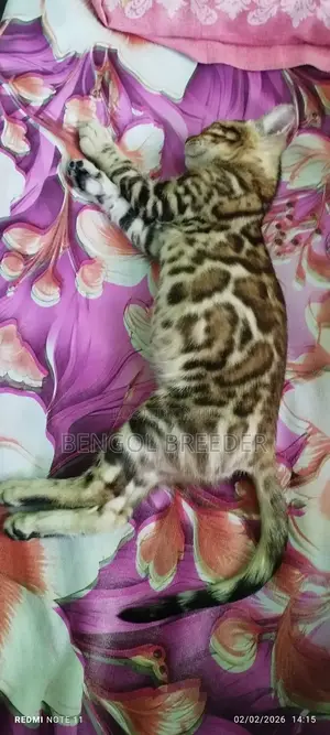 1-3 Months Old Female Purebred Bengal Cat