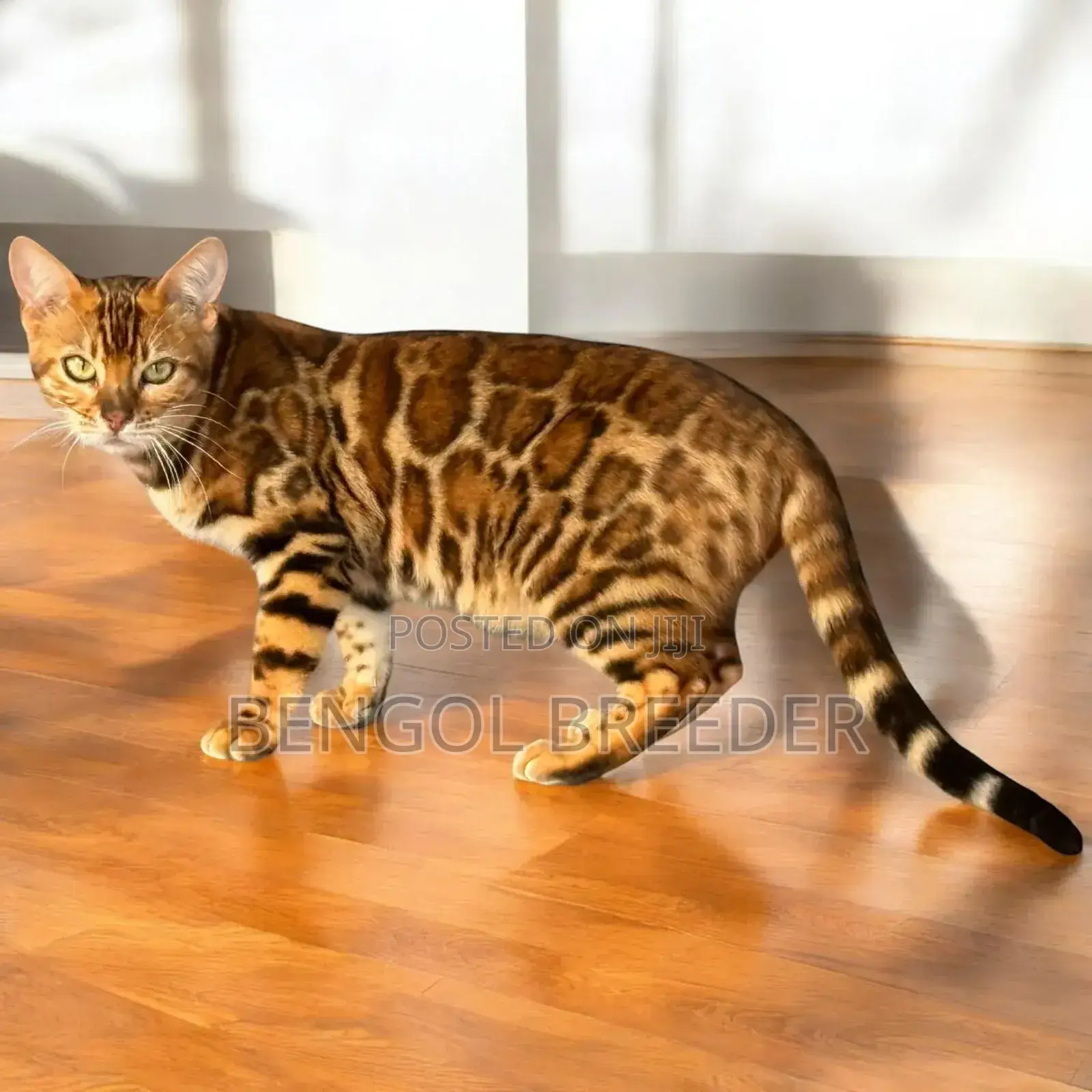 3-6 Months Female Purebred Bengal Cat