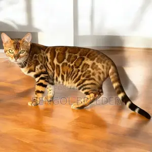 3-6 Months Female Purebred Bengal Cat