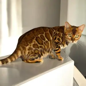 3-6 Months Female Purebred Bengal Cat
