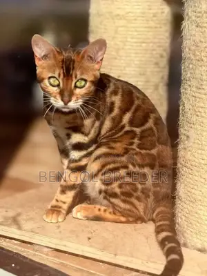 3-6 Months Female Purebred Bengal Cat