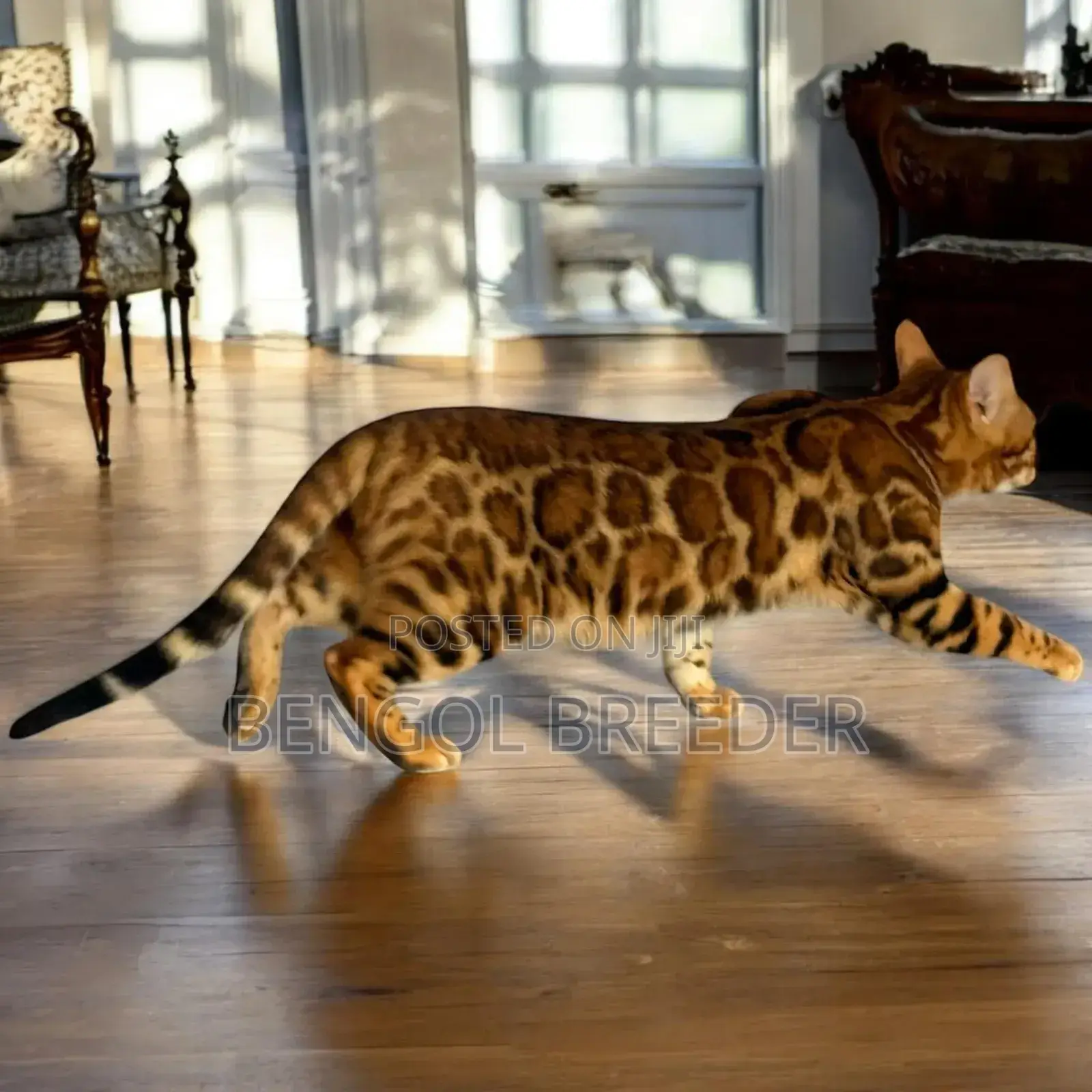 3-6 Months Female Purebred Bengal Cat