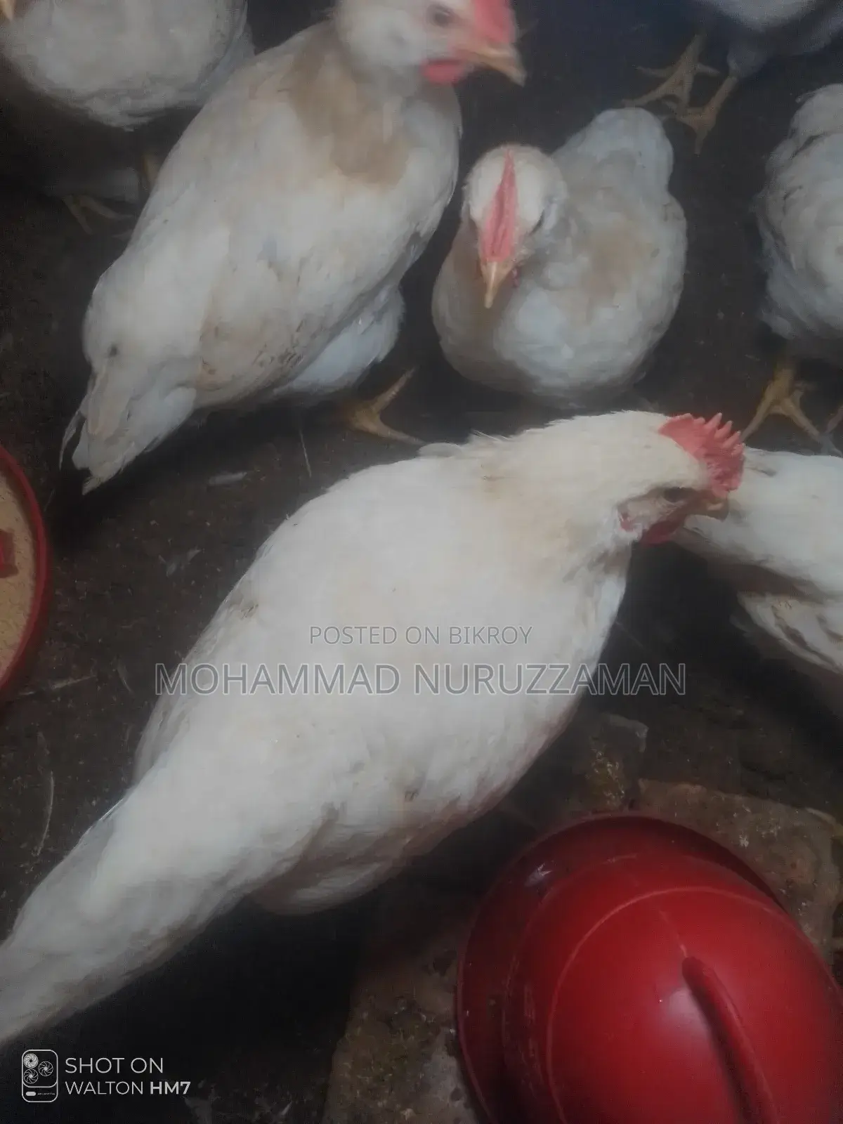 25 White Cock Roosters (55 days old) for sale.