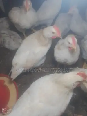 25 White Cock Roosters (55 days old) for sale.