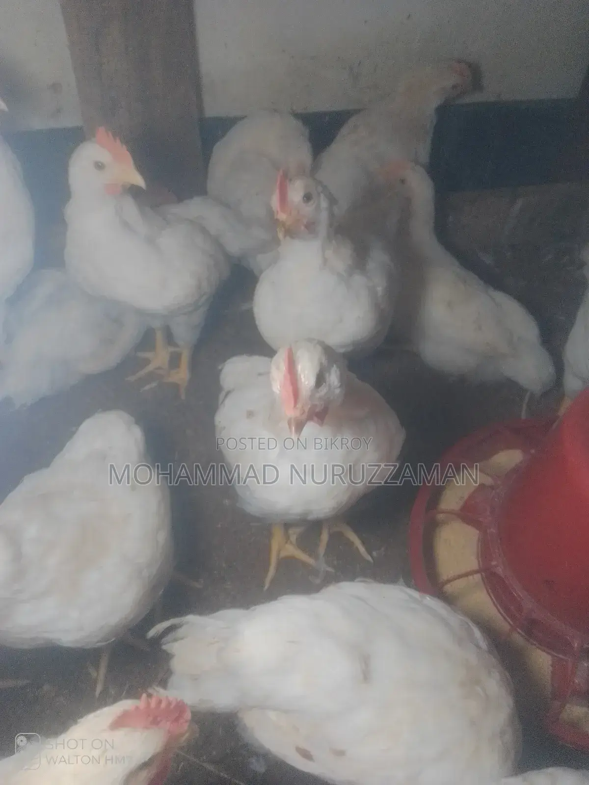 25 White Cock Roosters (55 days old) for sale.