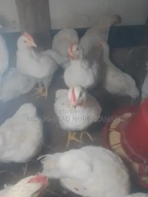 25 White Cock Roosters (55 days old) for sale.