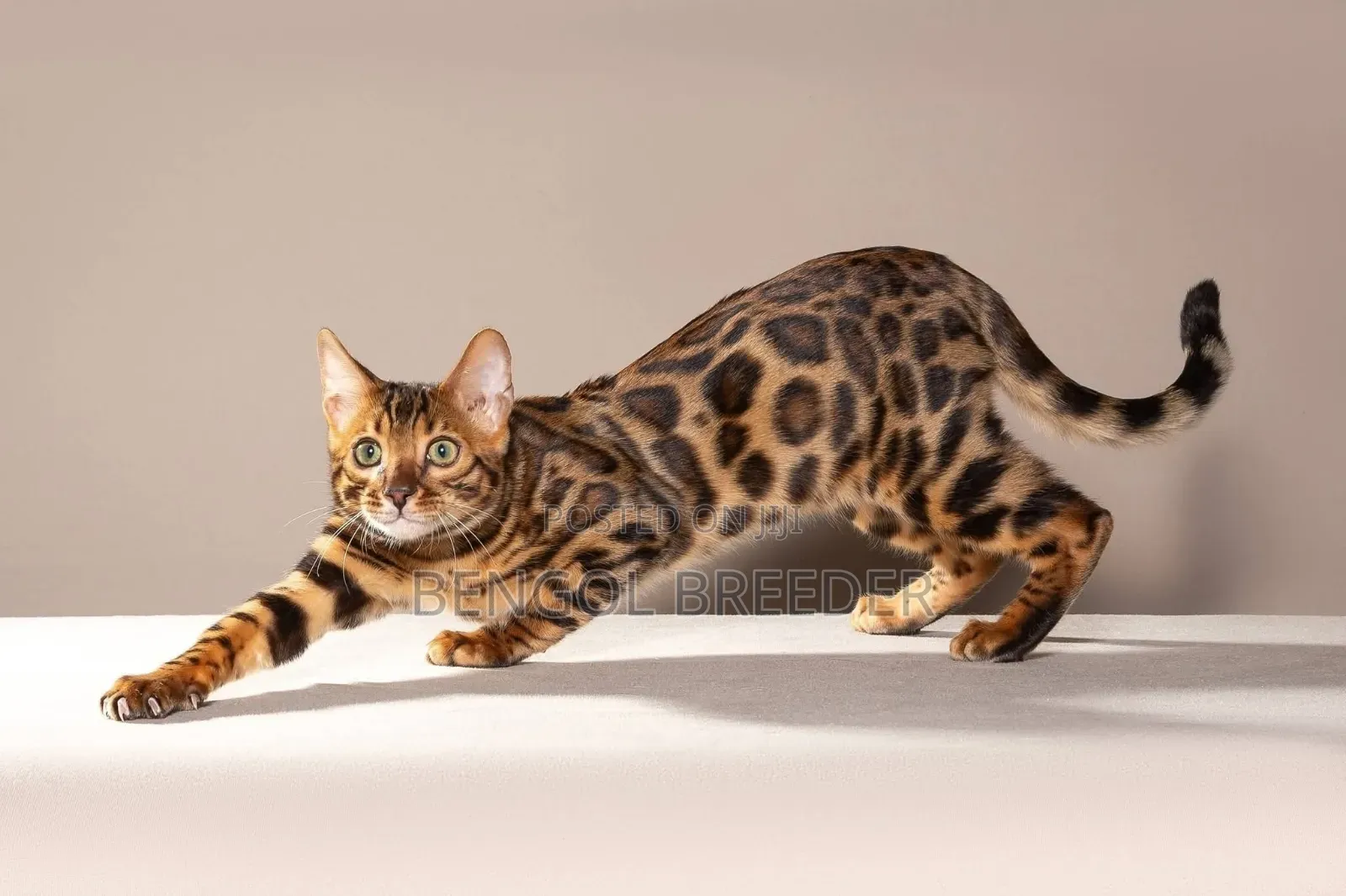 3-6 Months Female Purebred Bengal