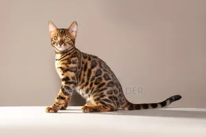 3-6 Months Female Purebred Bengal