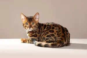 3-6 Months Female Purebred Bengal