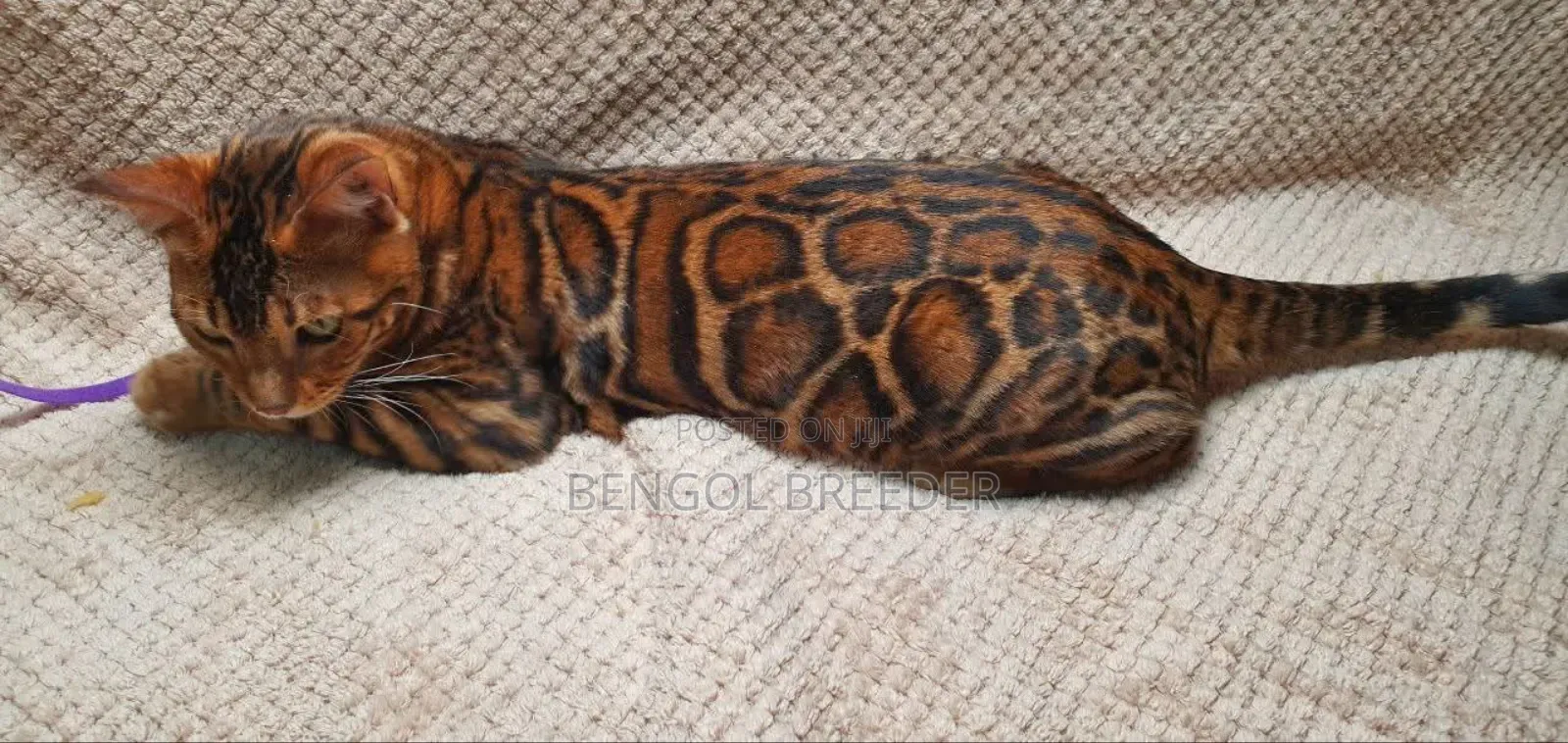 1+ Year Old Male Purebred Bengal