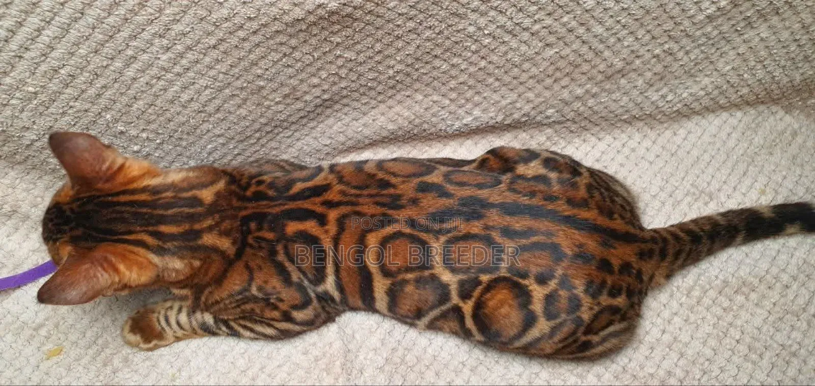 1+ Year Old Male Purebred Bengal