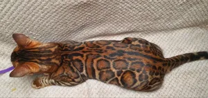 1+ Year Old Male Purebred Bengal