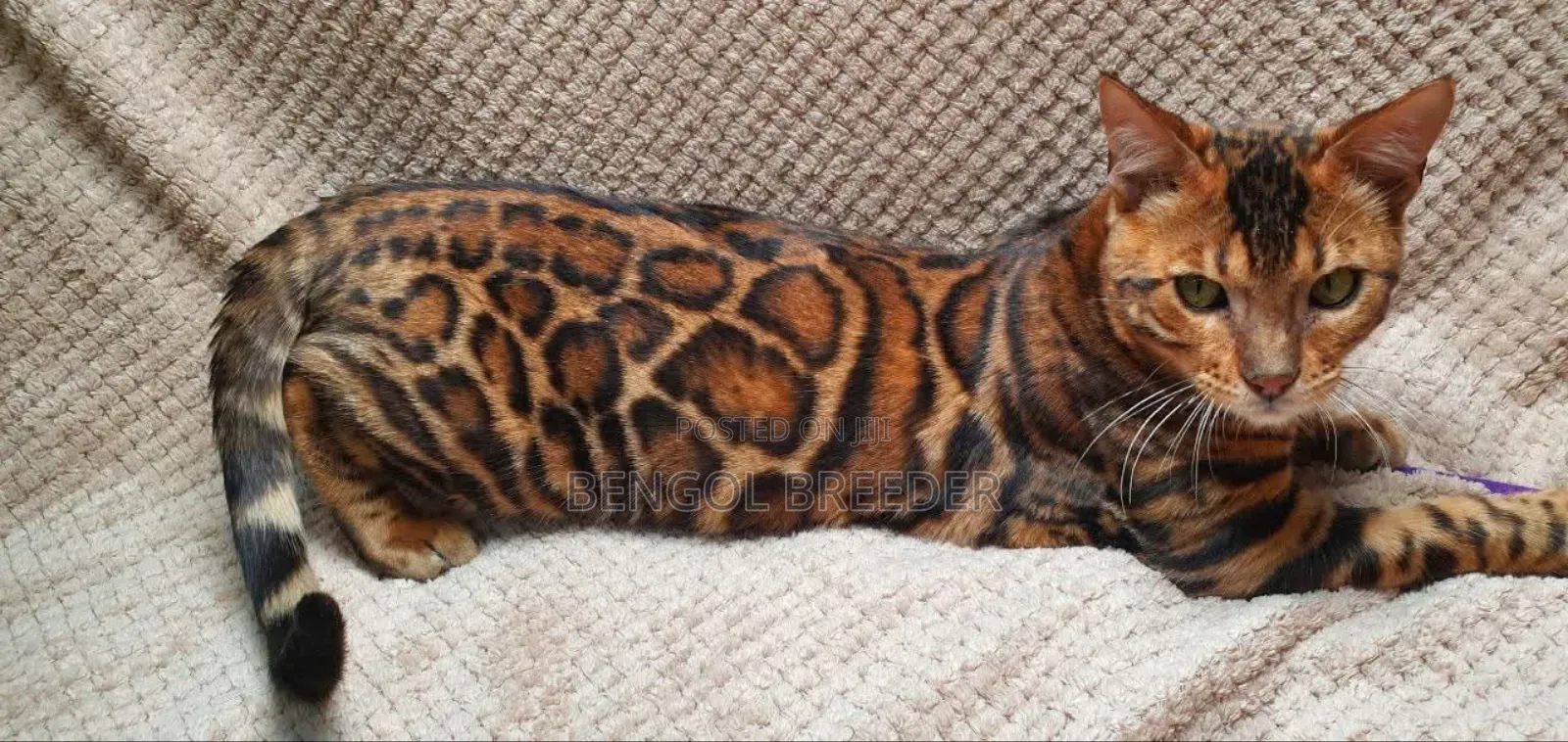 1+ Year Old Male Purebred Bengal