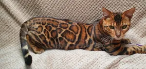 1+ Year Old Male Purebred Bengal