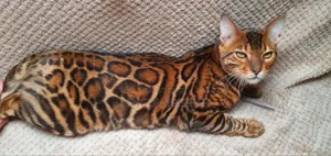 1+ Year Old Male Purebred Bengal