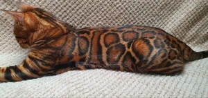 1+ Year Old Male Purebred Bengal