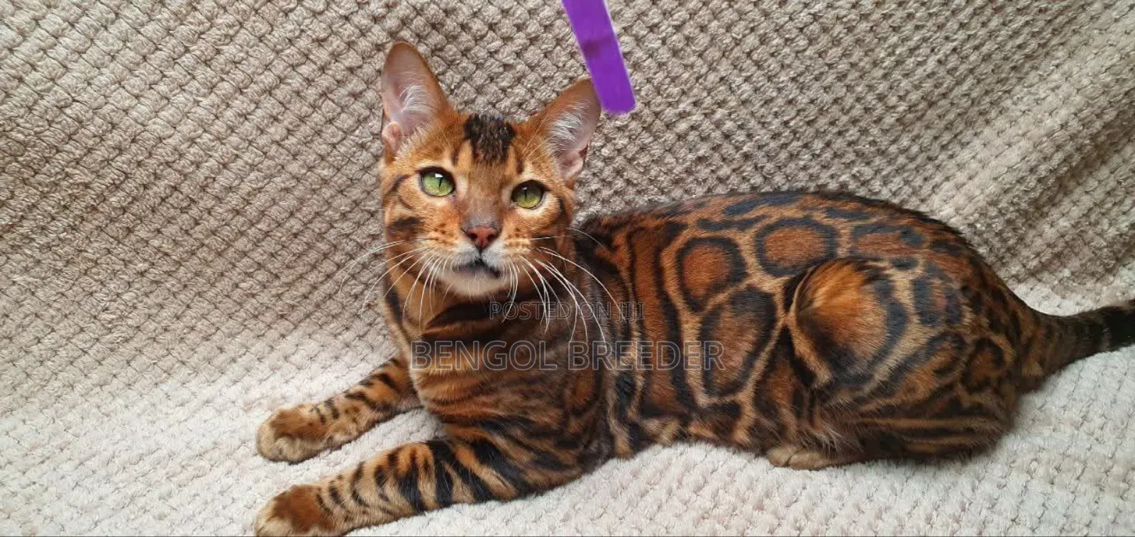 1+ Year Old Male Purebred Bengal
