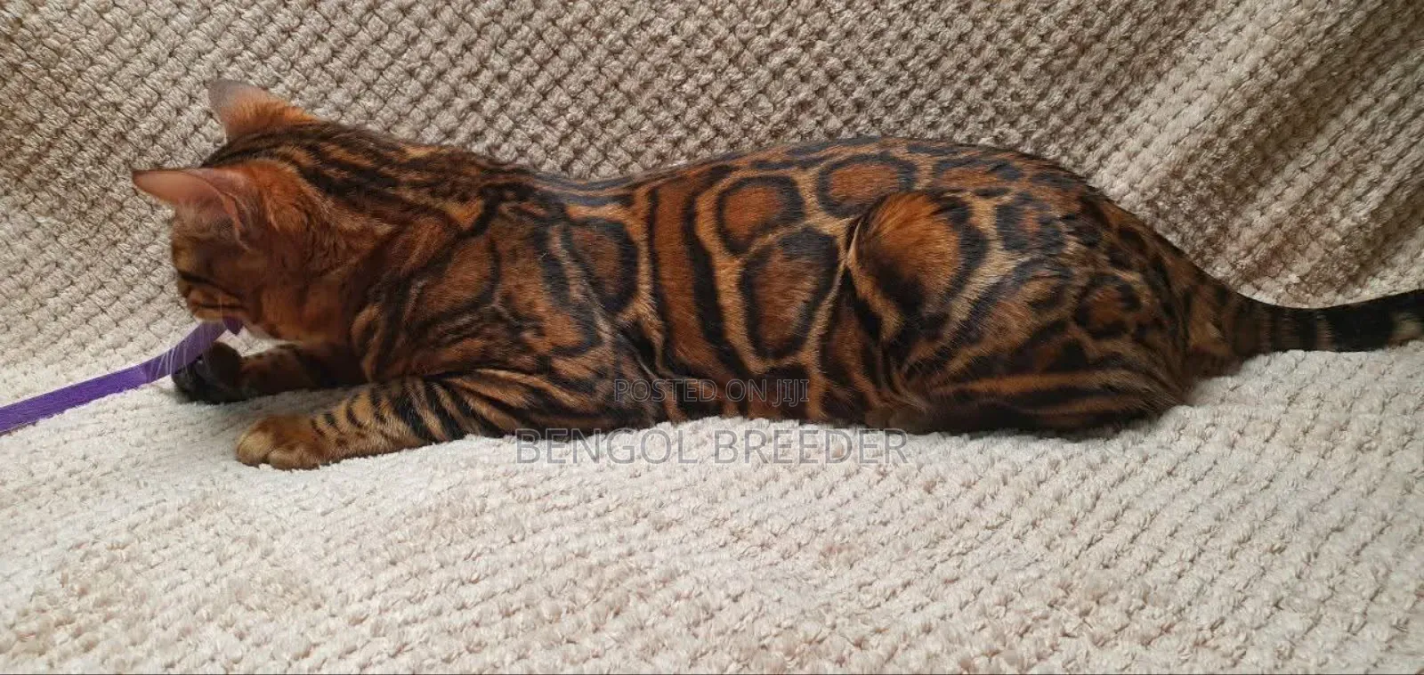 1+ Year Old Male Purebred Bengal