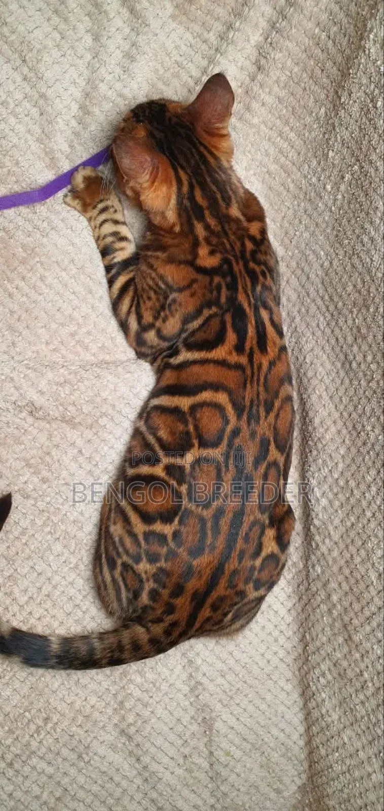 1+ Year Old Male Purebred Bengal