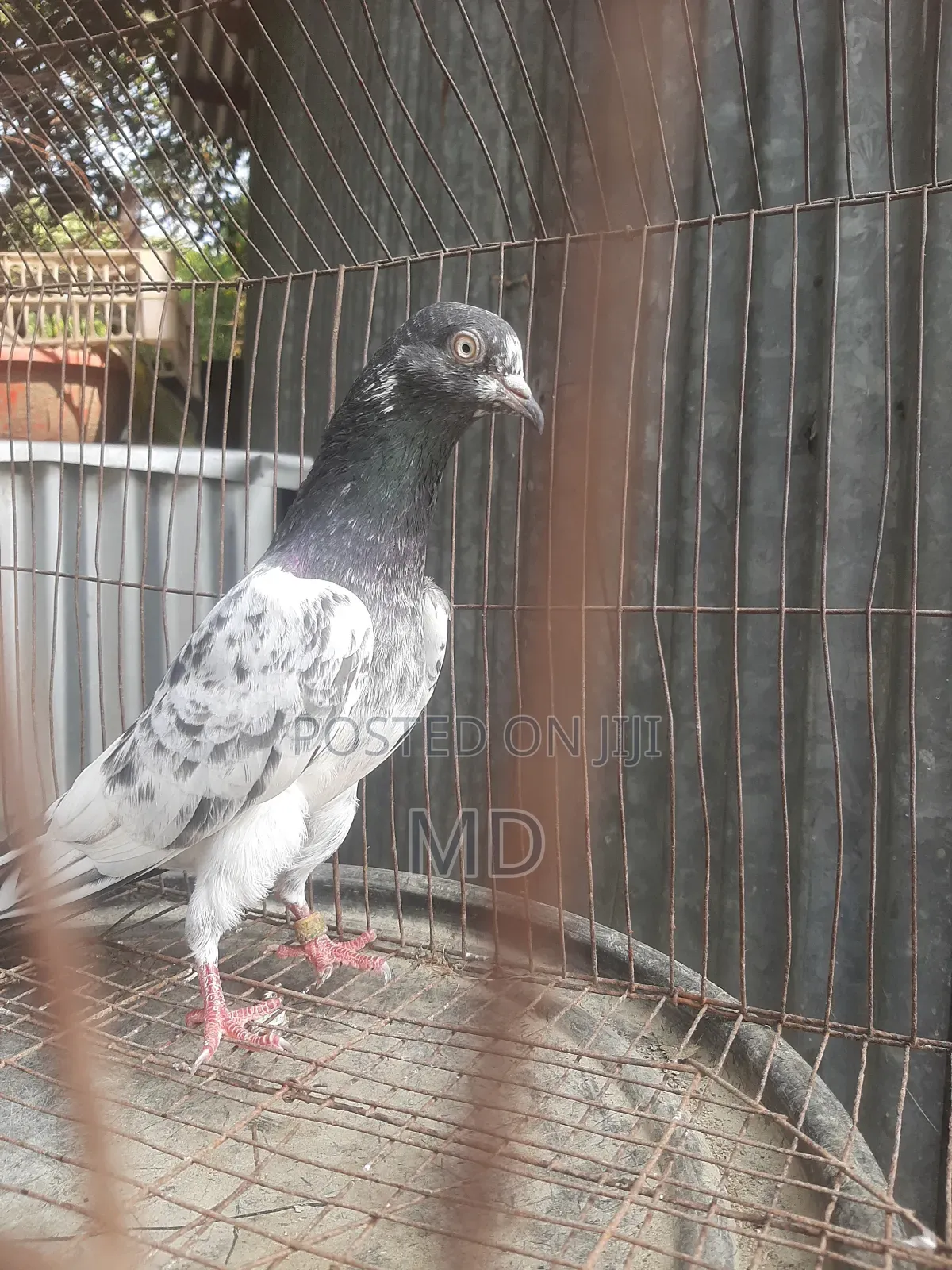 রয়েল টেডি রানিং শু