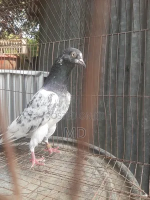 রয়েল টেডি রানিং শু